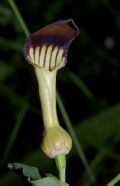 Aristolochia rotunda ssp. insularis